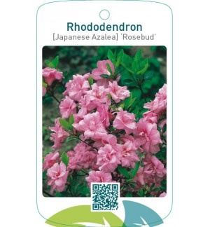 Rhododendron [Japanese Azalea] ‘Rosebud’