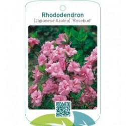 Rhododendron [Japanese Azalea] ‘Rosebud’