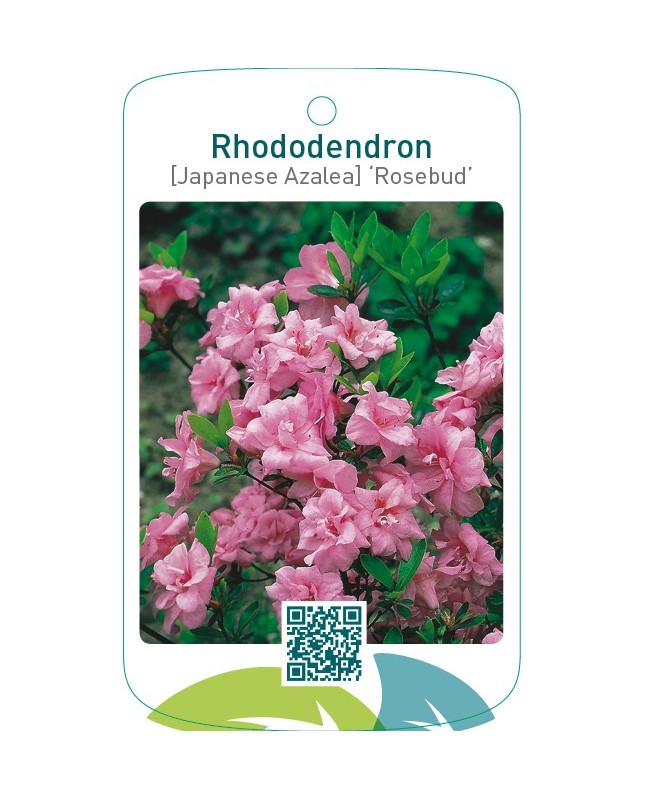 Rhododendron [Japanese Azalea] ‘Rosebud’