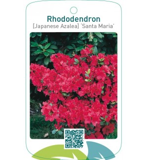 Rhododendron [Japanese Azalea] ‘Santa Maria’