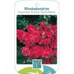 Rhododendron [Japanese Azalea] ‘Santa Maria’