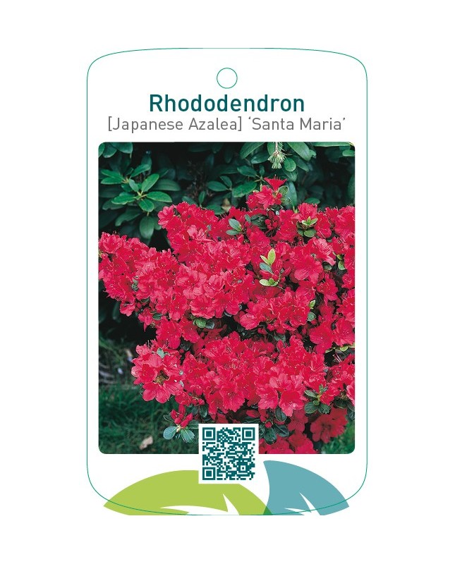 Rhododendron [Japanese Azalea] ‘Santa Maria’