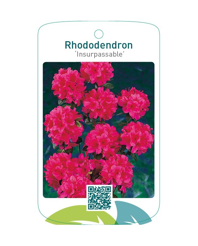 Rhododendron [Japanese Azalea] ‘Insurpassable’