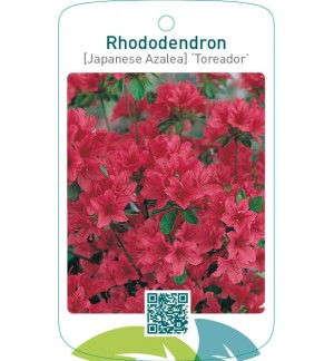 Rhododendron [Japanese Azalea] ‘Toreador’
