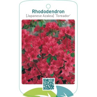 Rhododendron [Japanese Azalea] ‘Toreador’