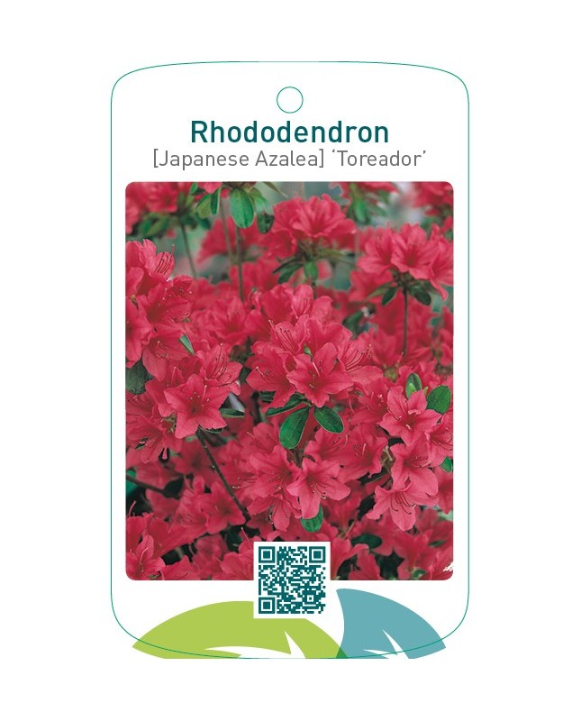 Rhododendron [Japanese Azalea] ‘Toreador’