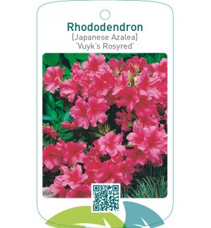 Rhododendron [Japanese Azalea] ‘Vuyk’s Rosyred’
