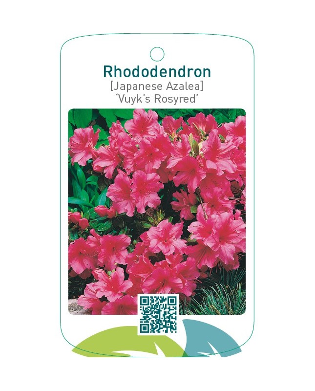 Rhododendron [Japanese Azalea] ‘Vuyk’s Rosyred’