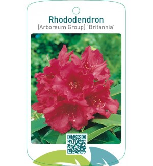 Rhododendron [Arboreum Group] ‘Britannia’