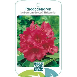 Rhododendron [Arboreum Group] ‘Britannia’
