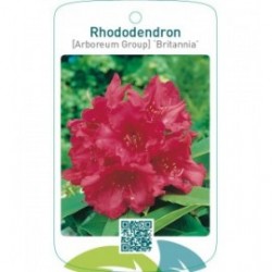 Rhododendron [Arboreum Group] ‘Britannia’