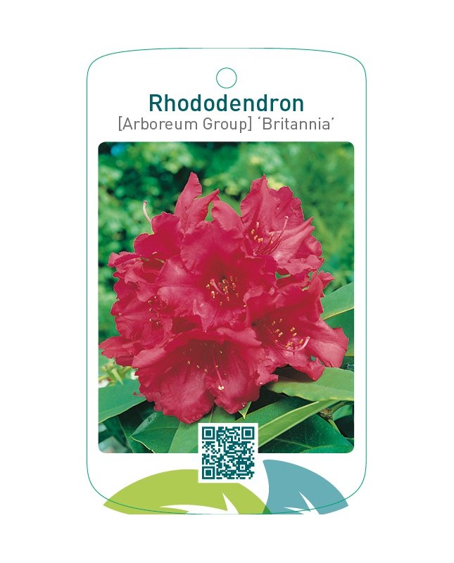 Rhododendron [Arboreum Group] ‘Britannia’