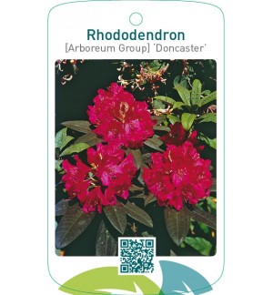 Rhododendron [Arboreum Group] ‘Doncaster’