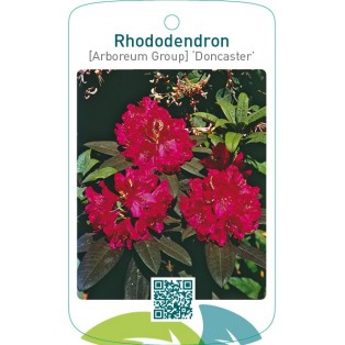 Rhododendron [Arboreum Group] ‘Doncaster’