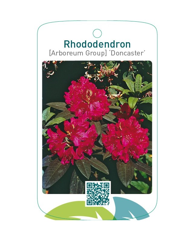 Rhododendron [Arboreum Group] ‘Doncaster’