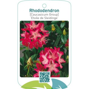 Rhododendron [Caucasicum Group] ‘Etoile de Sleidinge’