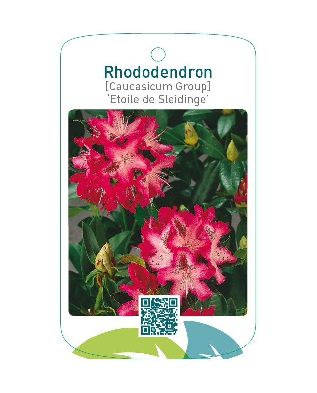 Rhododendron [Caucasicum Group] ‘Etoile de Sleidinge’
