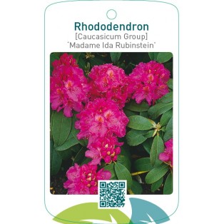 Rhododendron [Caucasicum Group] ‘Madame Ida Rubinstein’