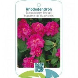 Rhododendron [Caucasicum Group] ‘Madame Ida Rubinstein’