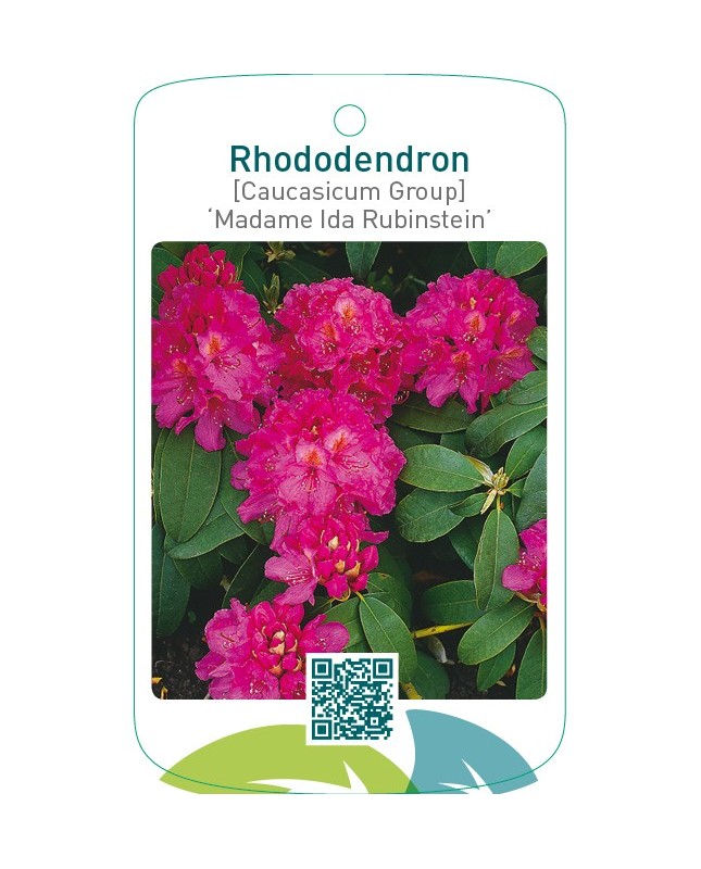 Rhododendron [Caucasicum Group] ‘Madame Ida Rubinstein’