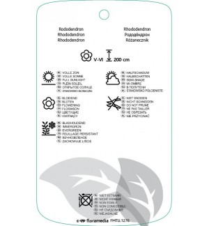 Etichette di Rhododindron [Caucasicum Group] ‘Madame Ida Rubinstein’ *