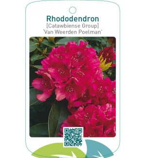 Rhododendron [Catawbiense Group] ‘Van Weerden Poelman’