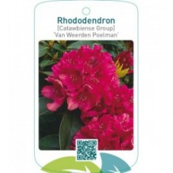 Rhododendron [Catawbiense Group] ‘Van Weerden Poelman’