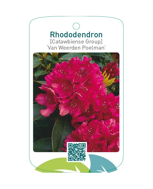 Rhododendron [Catawbiense Group] ‘Van Weerden Poelman’