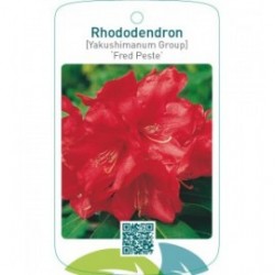 Rhododendron [Yakushimanum Group] ‘Fred Peste’