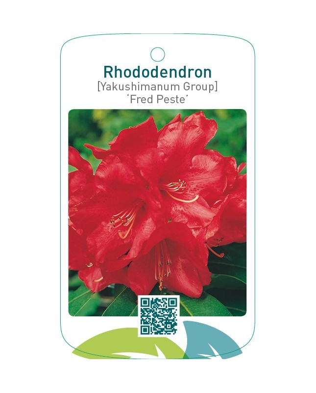 Rhododendron [Yakushimanum Group] ‘Fred Peste’