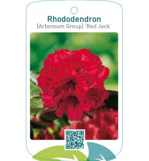 Rhododendron [Arboreum Group] ‘Red Jack’