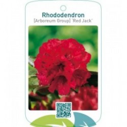 Rhododendron [Arboreum Group] ‘Red Jack’