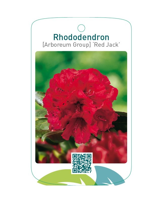 Rhododendron [Arboreum Group] ‘Red Jack’
