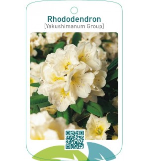 Rhododendron [Yakushimanum Group]geel