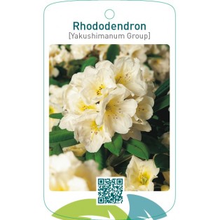 Rhododendron [Yakushimanum Group]geel