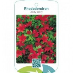 Rhododendron [Japanese Azalea] ‘Addy Wery’