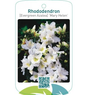 Rhododendron [Evergreen Azalea] ‘Mary Helen’