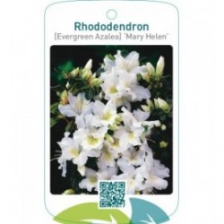 Rhododendron [Evergreen Azalea] ‘Mary Helen’