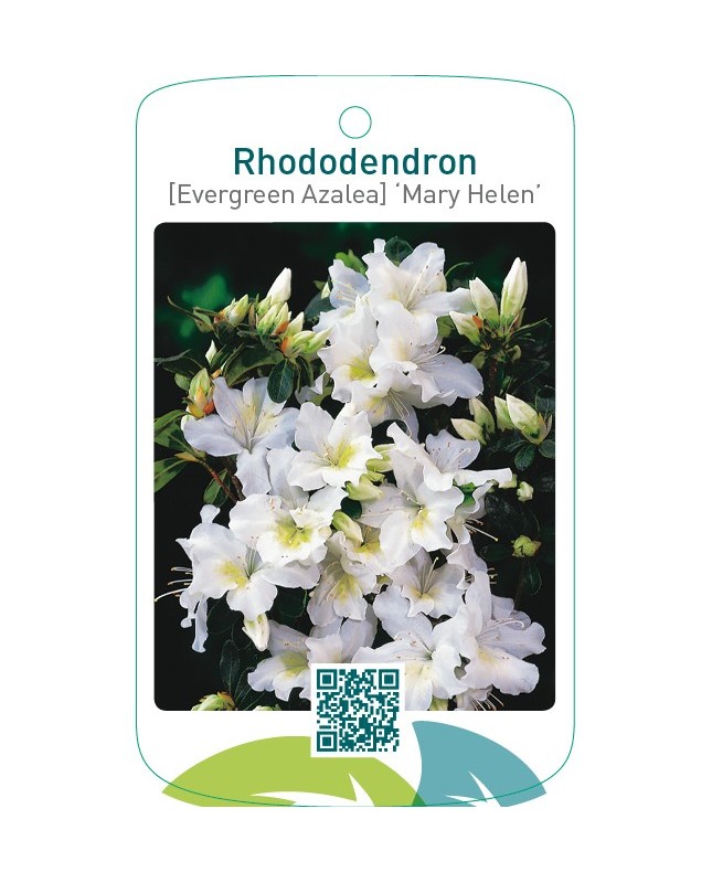 Rhododendron [Evergreen Azalea] ‘Mary Helen’