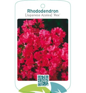 Rhododendron [Japanese Azalea] ‘Rex’