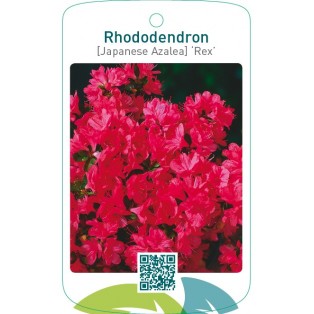 Rhododendron [Japanese Azalea] ‘Rex’