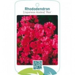 Rhododendron [Japanese Azalea] ‘Rex’