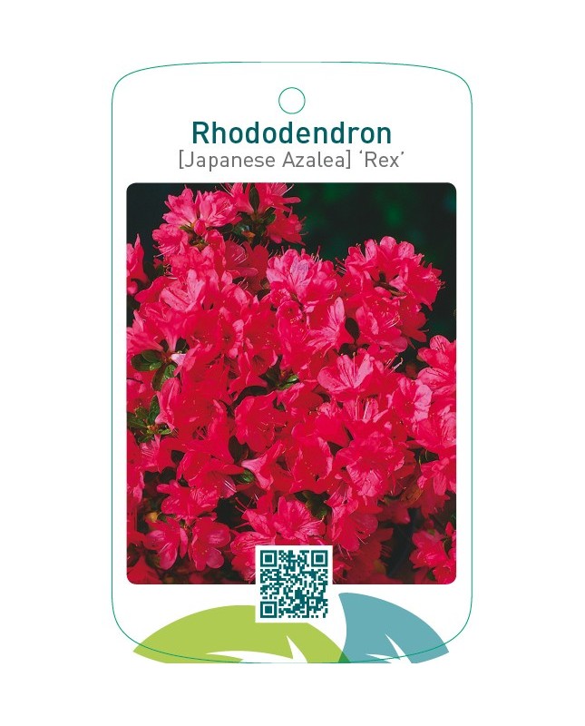 Rhododendron [Japanese Azalea] ‘Rex’