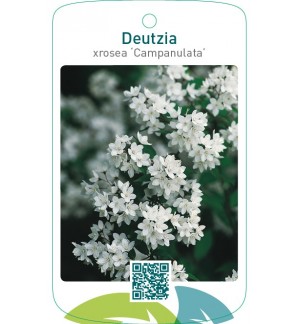 Deutzia xrosea ‘Campanulata’