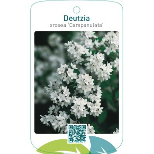 Deutzia xrosea ‘Campanulata’
