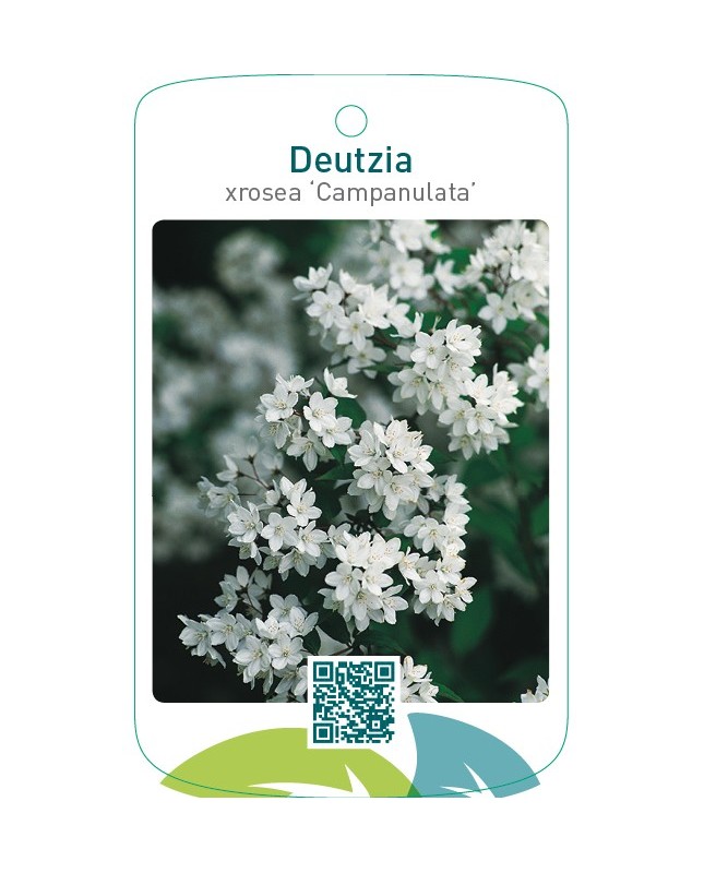 Deutzia xrosea ‘Campanulata’