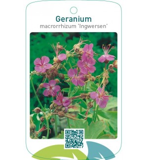 Geranium macrorrhizum ‘Ingwersen’