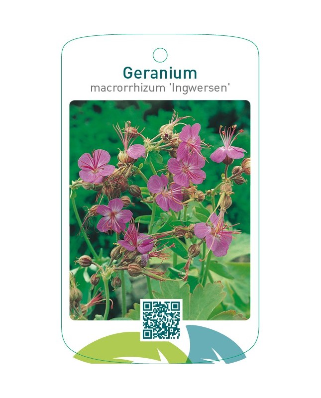 Geranium macrorrhizum ‘Ingwersen’
