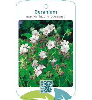 Geranium macrorrhizum ‘Spessart’