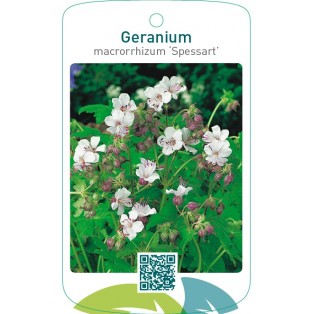 Geranium macrorrhizum ‘Spessart’